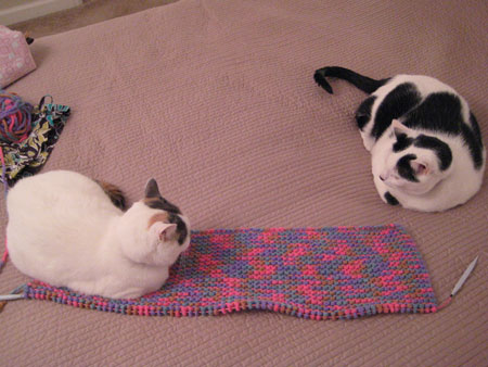 Charlie & Kennedy w/Blanket