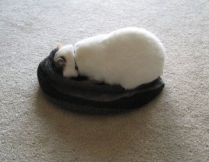 Yep, smells like wool