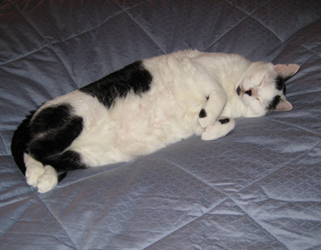 Kennedy sleeping on the bed