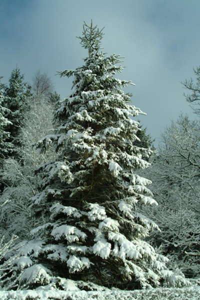 snow_tree
