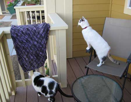 Clapotis, Kennedy & Charlie