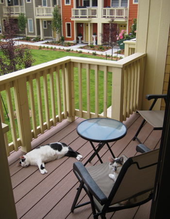 Cats_Outside Cats_Outside