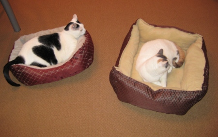 Cat Beds