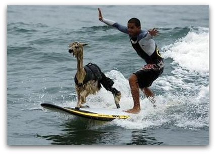 Alpaca Surfer
