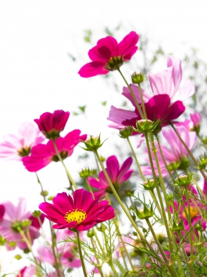 Pink Cosmos Flowers
