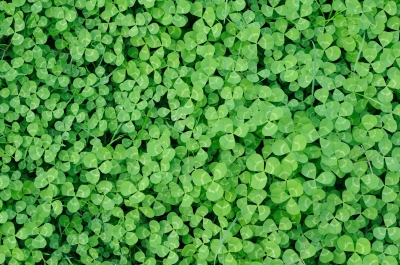Multitude Of Clover Image: federico stevanin / FreeDigitalPhotos.net